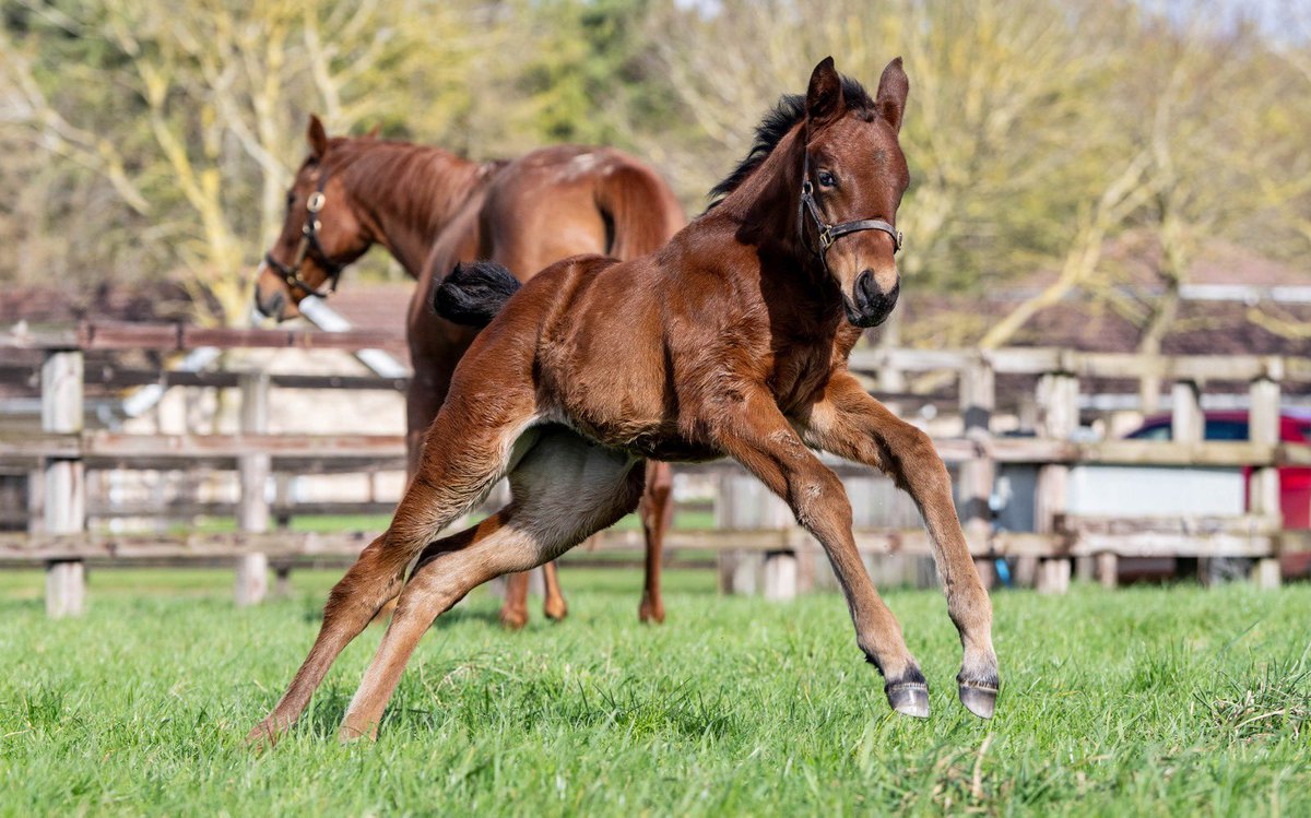 Blue Diamond Stud tweet media