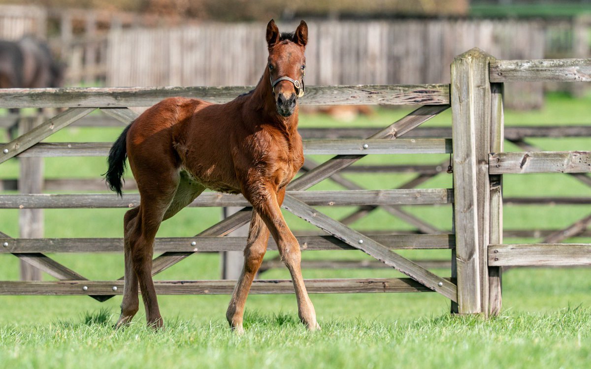 Blue Diamond Stud tweet media