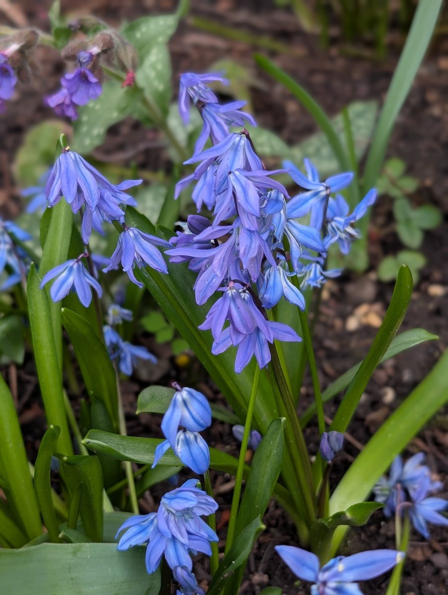 🌱Alison Moore 🐝 tweet media