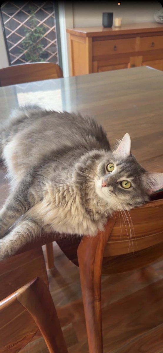 Gemini ꨄ︎ tweet media