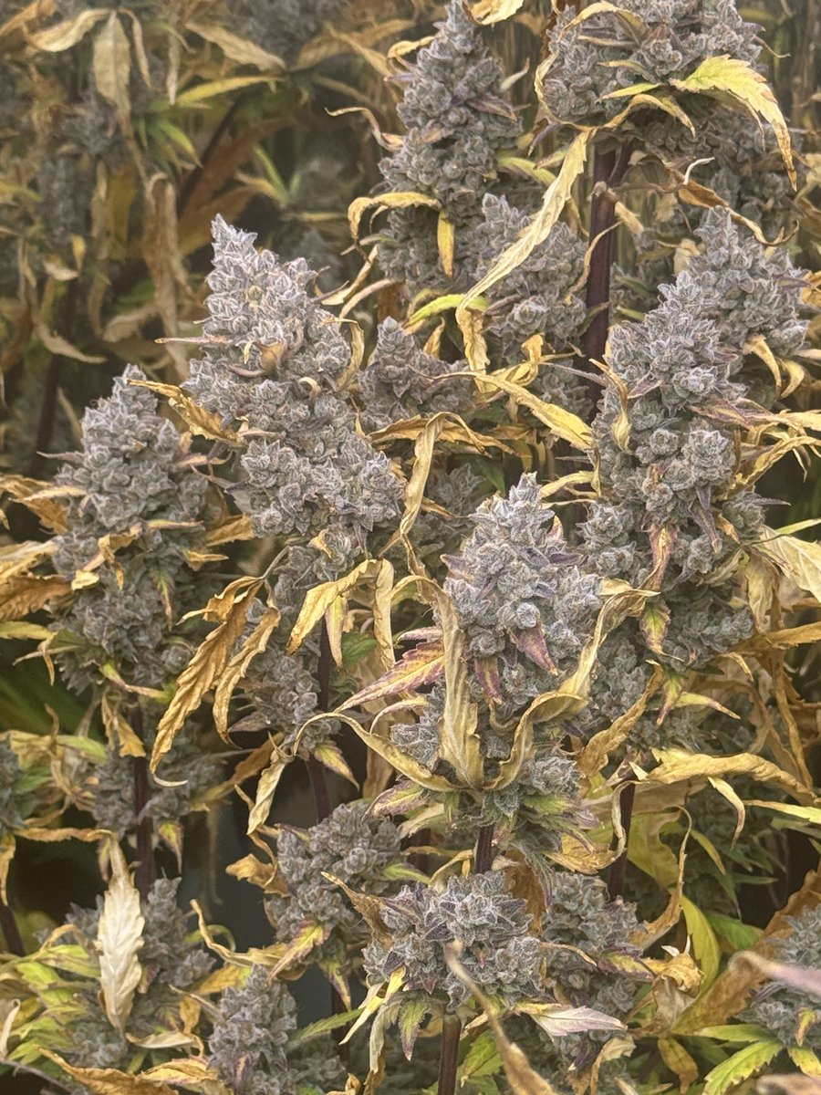 NFTignition.eth 🍌 tweet media