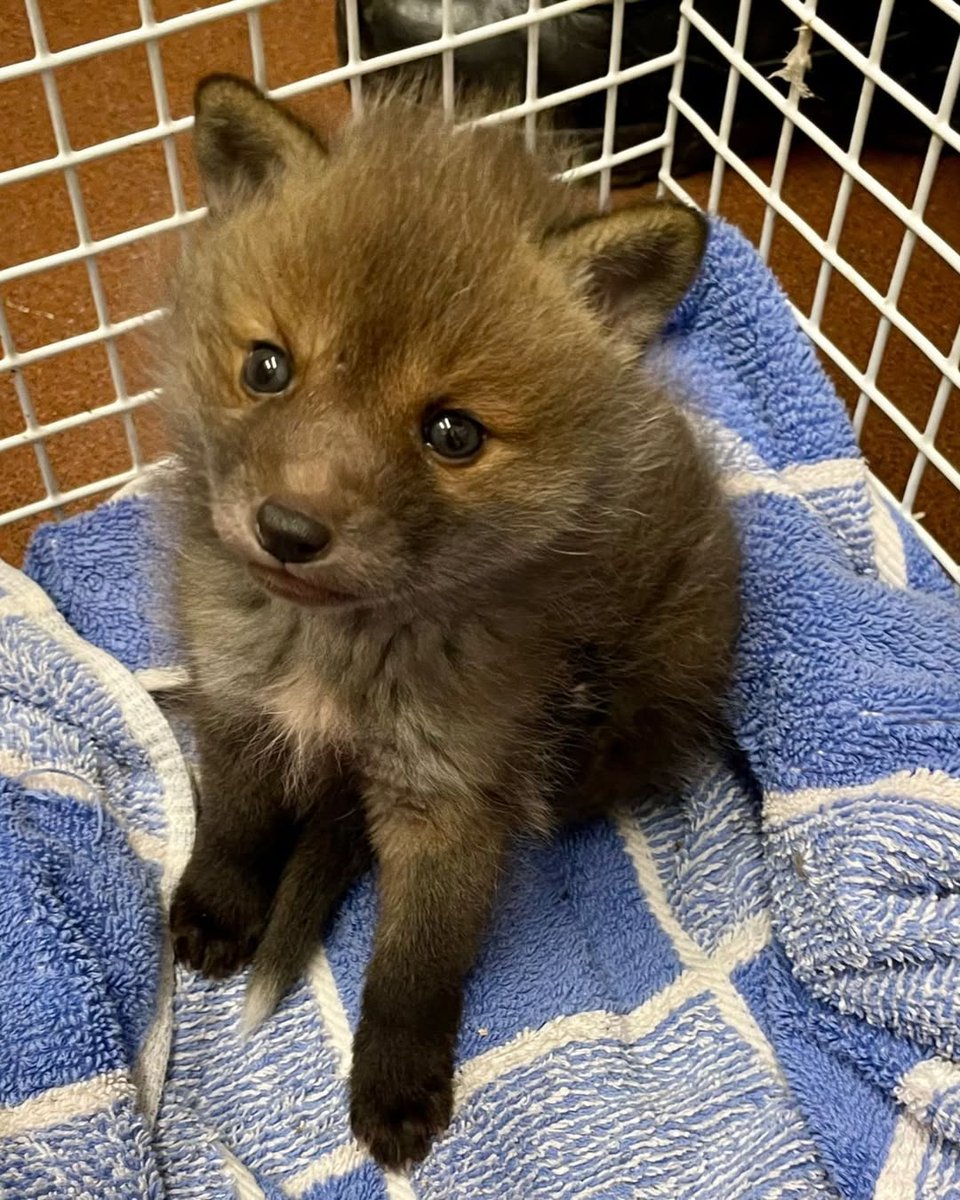 🍁 𝓣𝓱𝓮 𝓕𝓸𝔁 𝓛𝓲𝓯𝓮 🌾🦊 tweet media