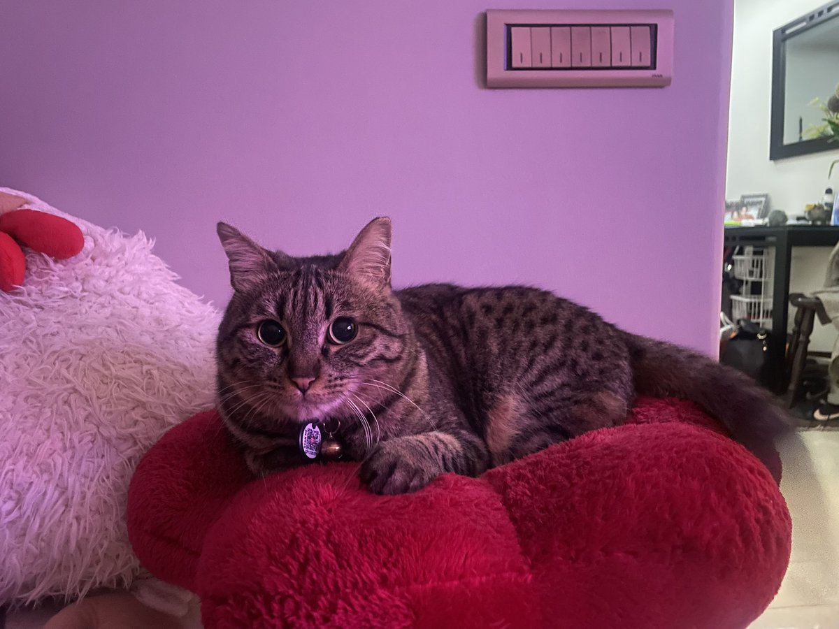 Dara 🦊 tweet media