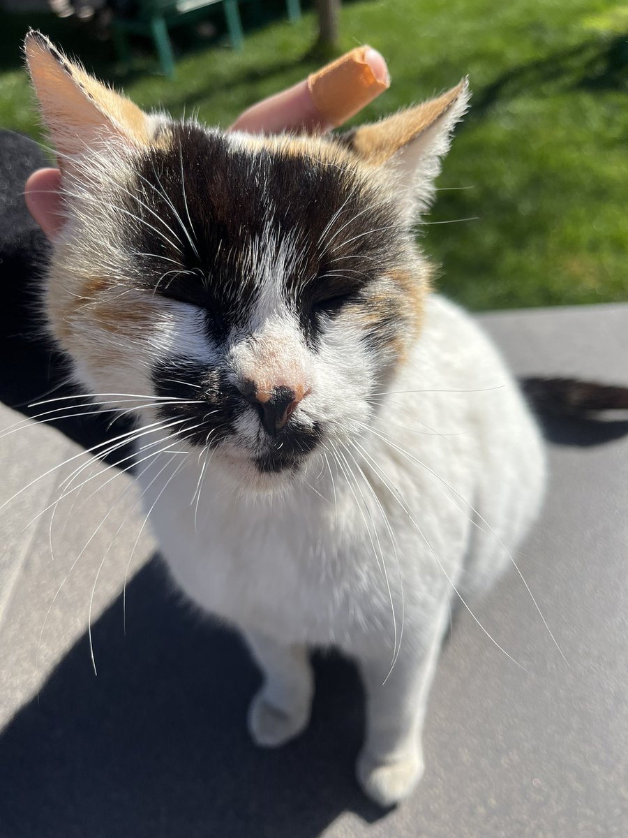 حصادي من القطط هاد الاسبوع