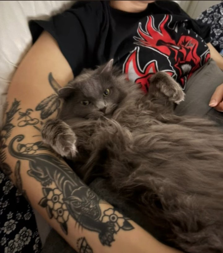 the Dreadnok tweet media