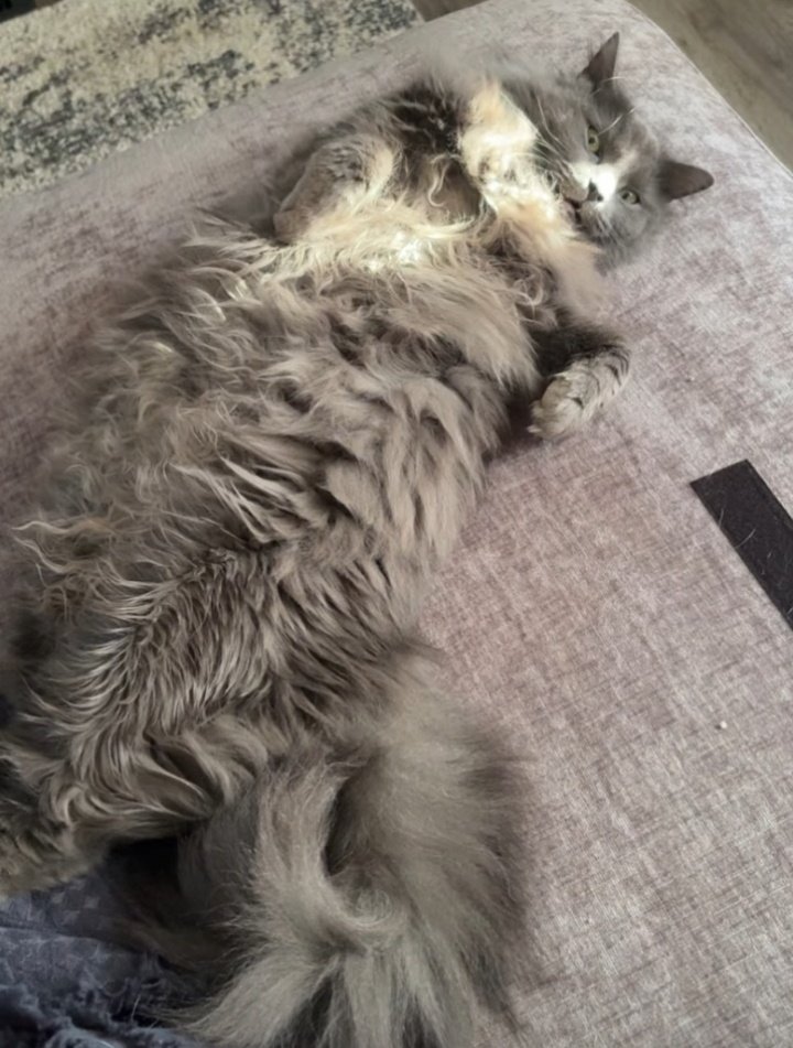 the Dreadnok tweet media