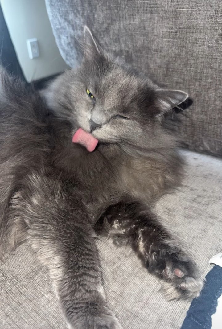 the Dreadnok tweet media