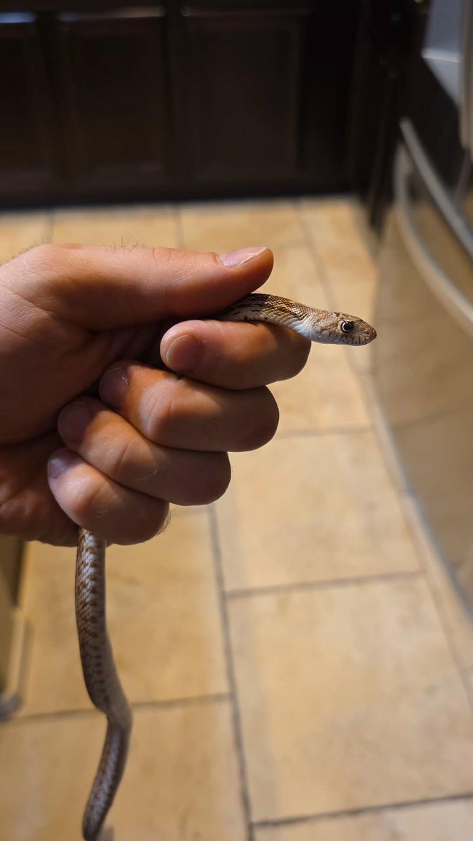 Alex Leaf tweet media