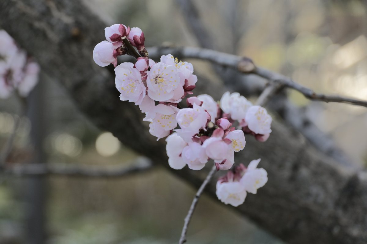 김밥이/코튼이/무명이 tweet media