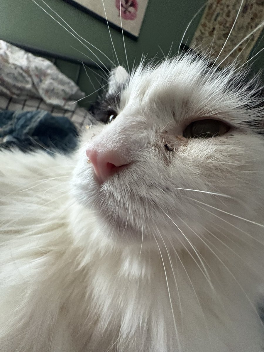 RaeSnakesSS 💜🌸 🇵🇸 tweet media