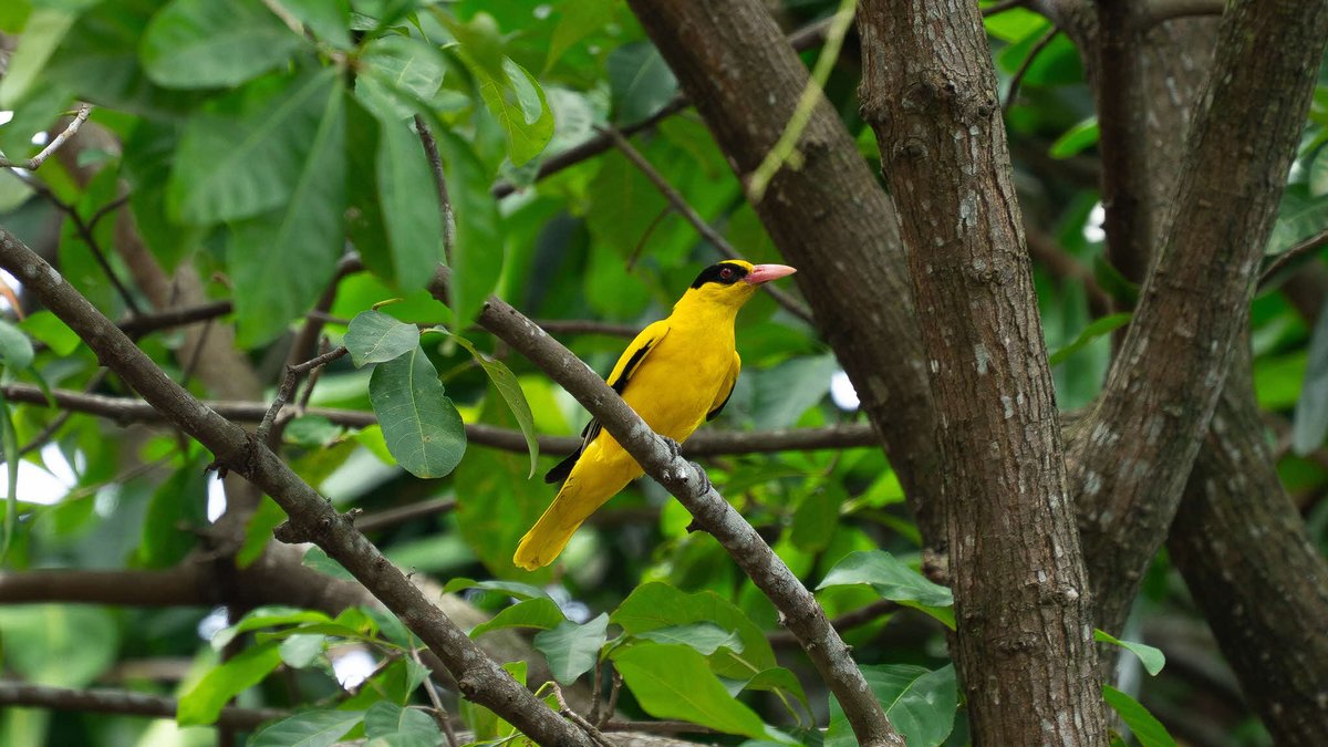 National Parks Board tweet media