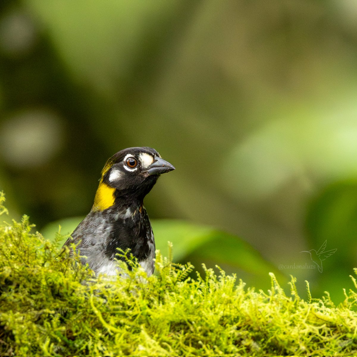 Luz Sthella Cardona M tweet media