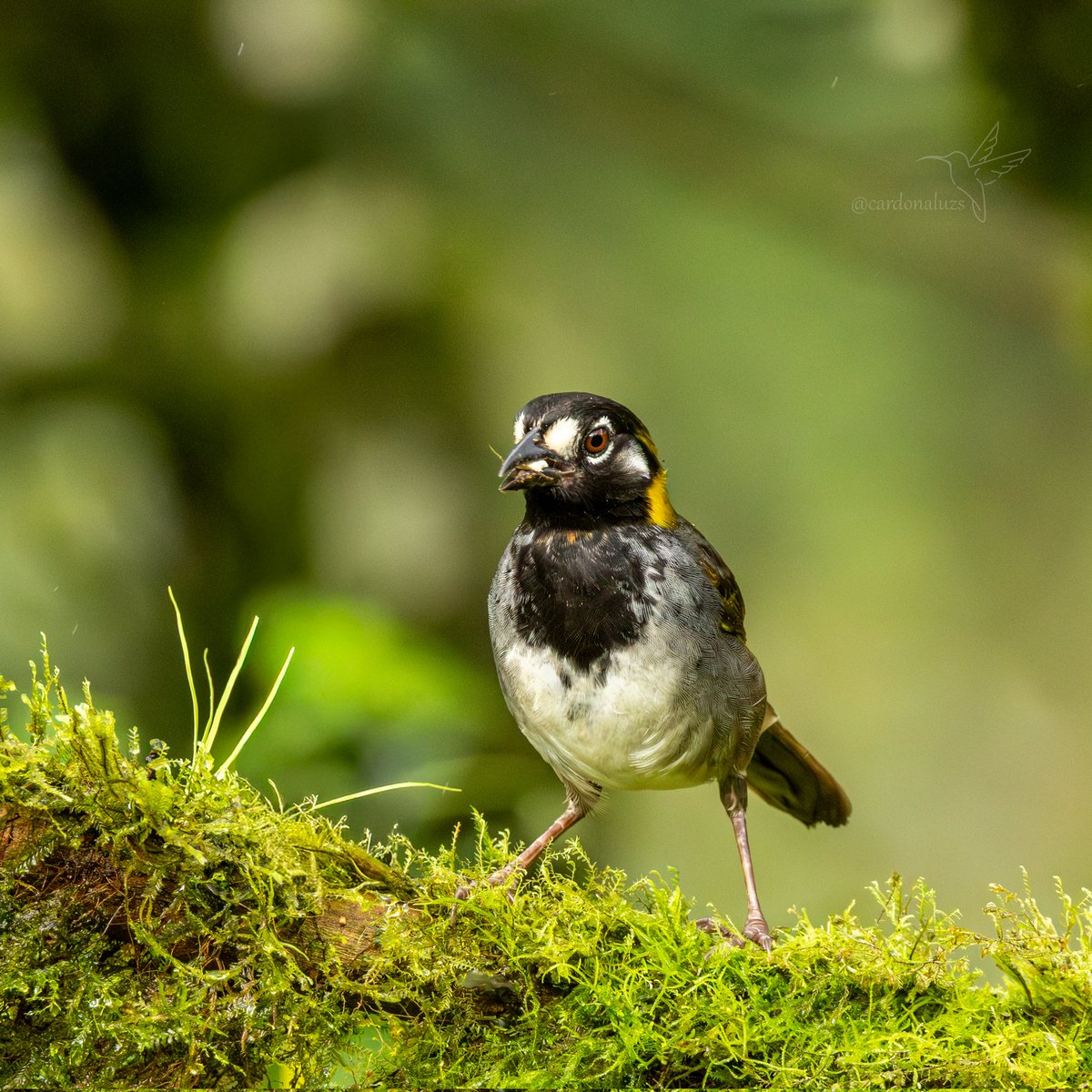 Luz Sthella Cardona M tweet media