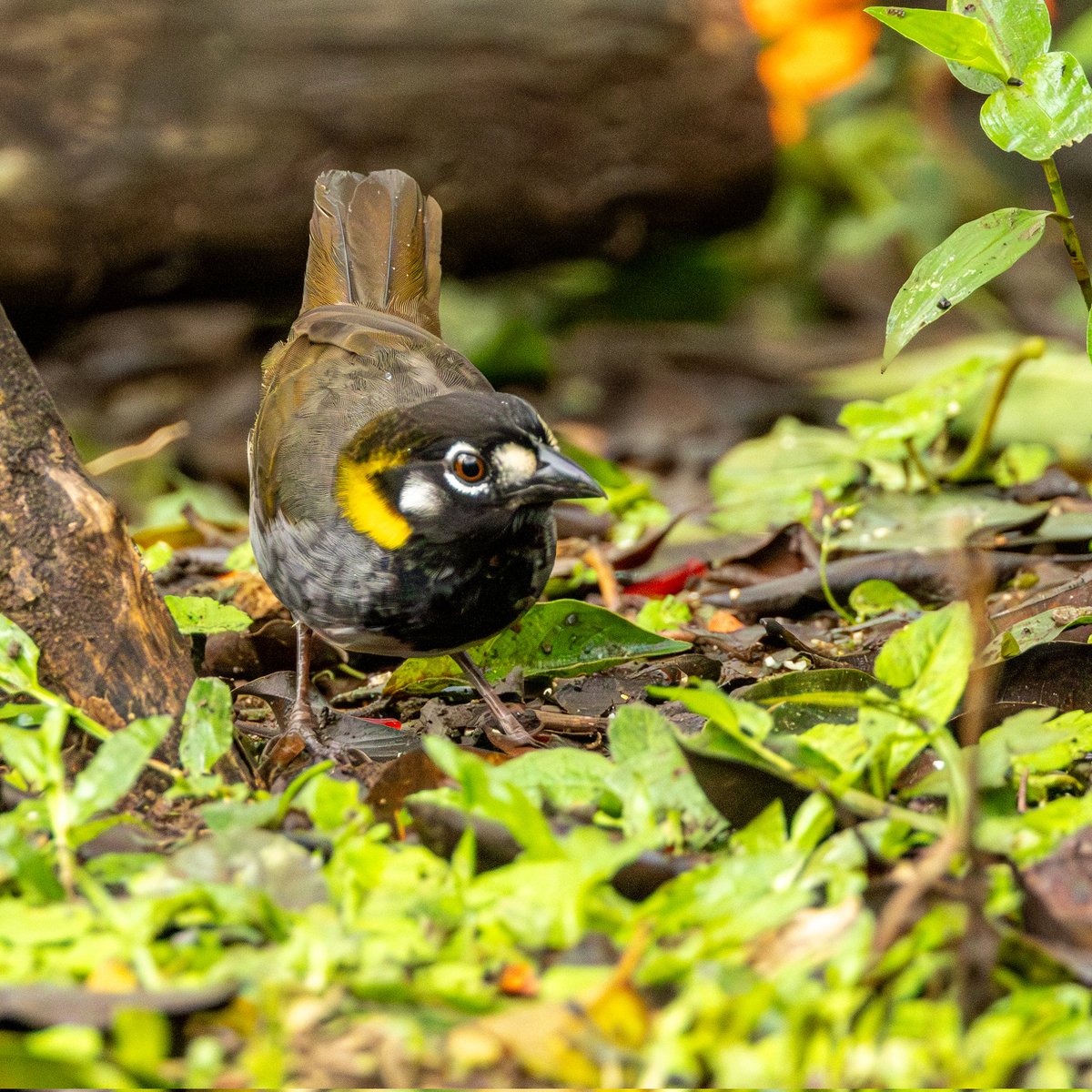 Luz Sthella Cardona M tweet media