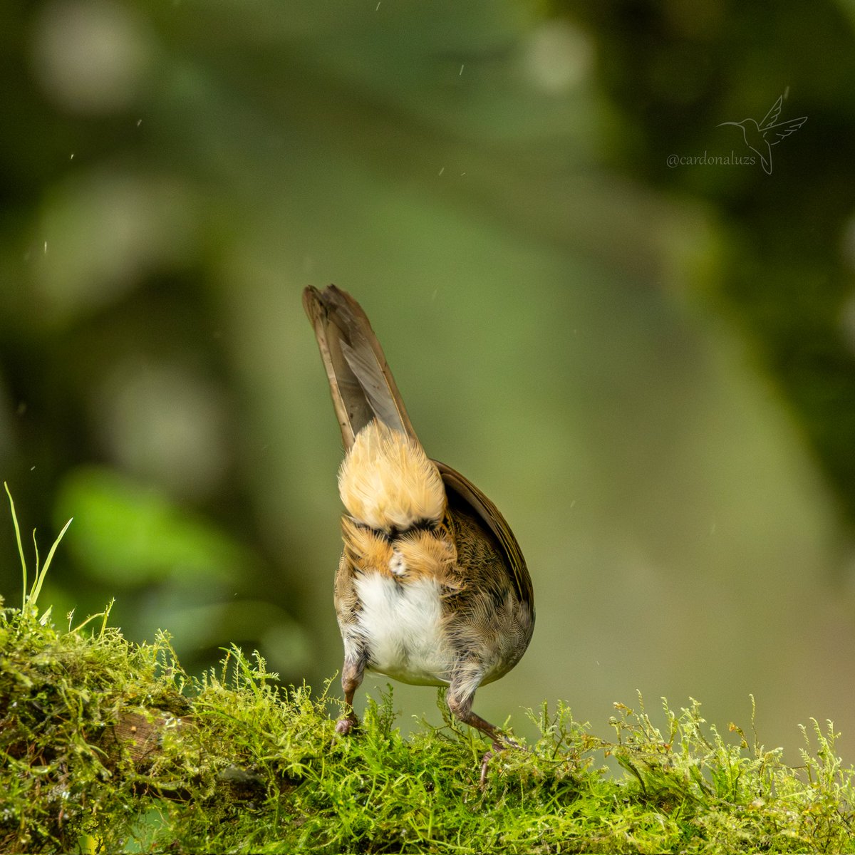 Luz Sthella Cardona M tweet media