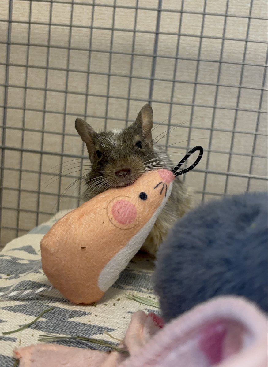 🐭ねずちゃんと遊んでるの〜

#デグー