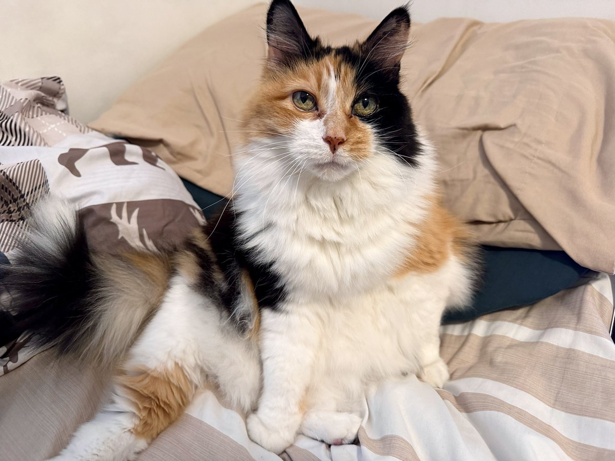 HeyItsMeMissJT's tweet photo. Crazy Blizzard Happening Outside = Unbothered. Wake Up Cat = The Attitude. #CaseOfTheMondays #Sudbury #Winter #MarchMadness #Snowstorm #CatsOfX #NorthernOntarioWeather #HowCanadianEh #LifeWithMaddie #MadCat βοΈπ€£πππ€·ββοΈβοΈ https://t.co/LD3ZnczRKl