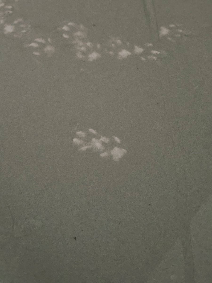 라나히 ラナヒ LANAHY(잡덕) tweet media