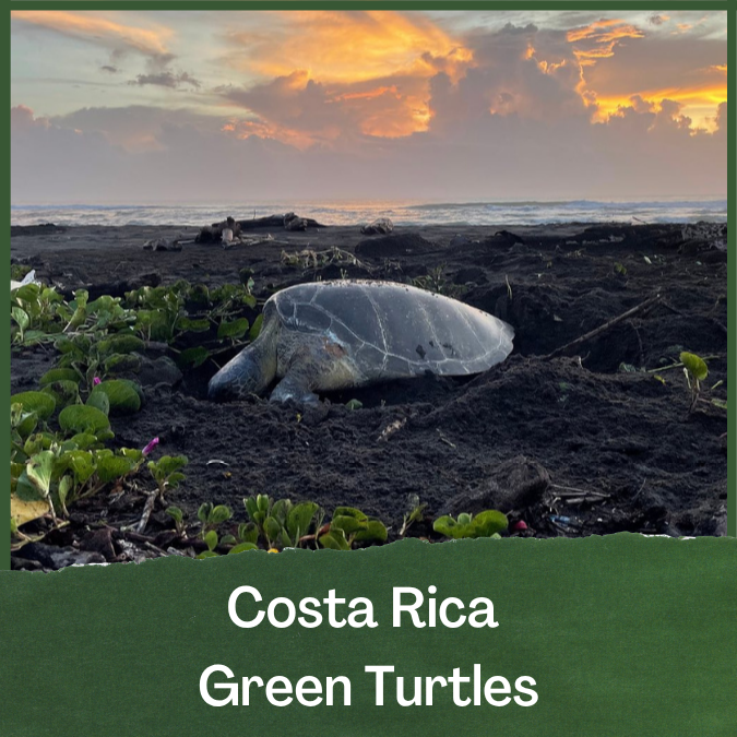 SEE Turtles tweet media