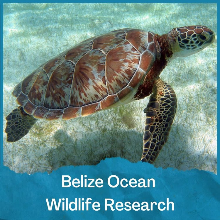 SEE Turtles tweet media