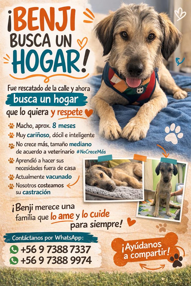qihuragrow's tweet photo. 🐶 Perrito encontrado – Buscamos una familia que lo adopte . https://t.co/iEkZf3l8ky