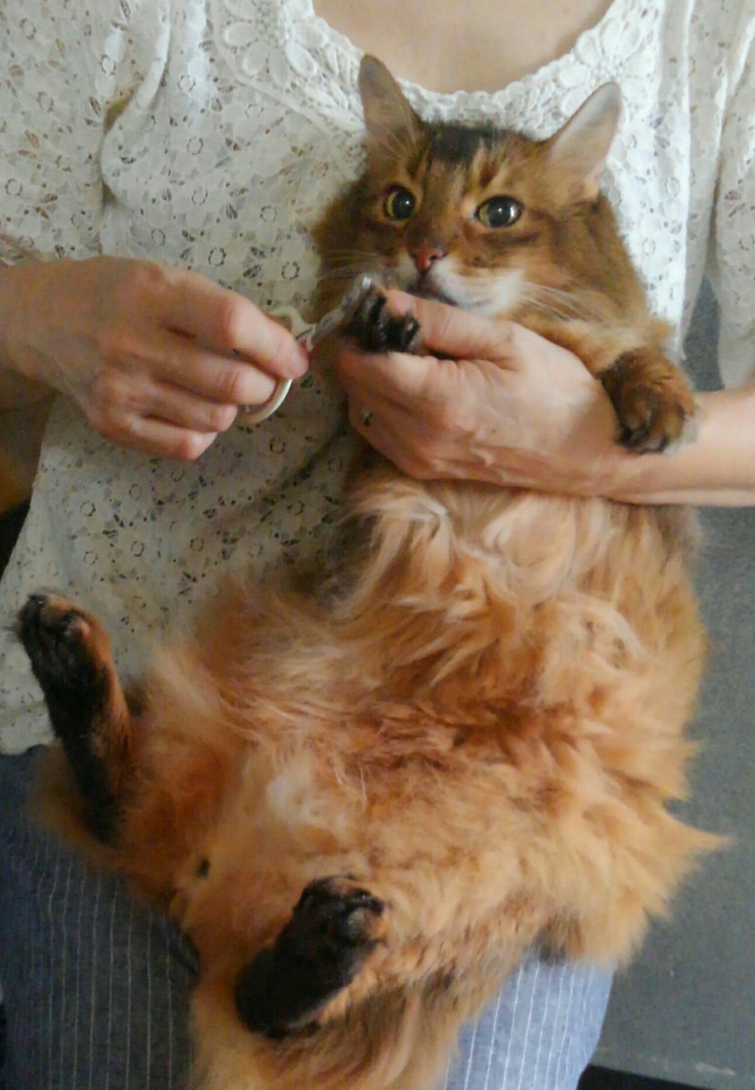 ミント tweet media