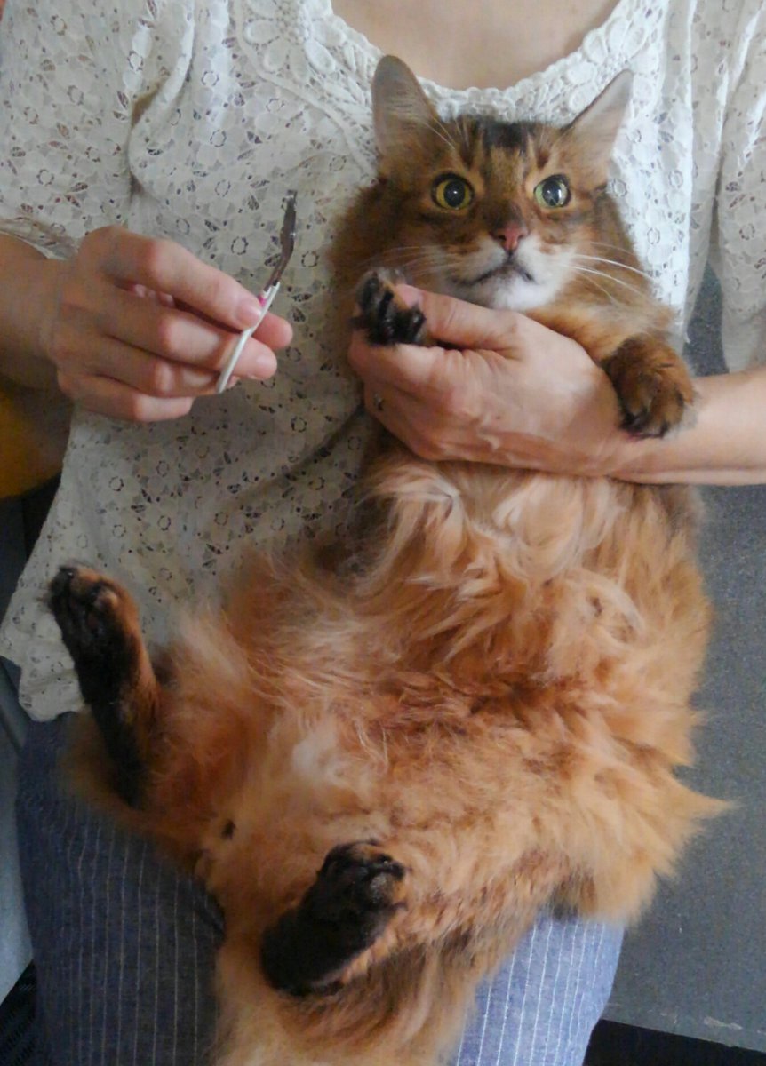 ミント tweet media