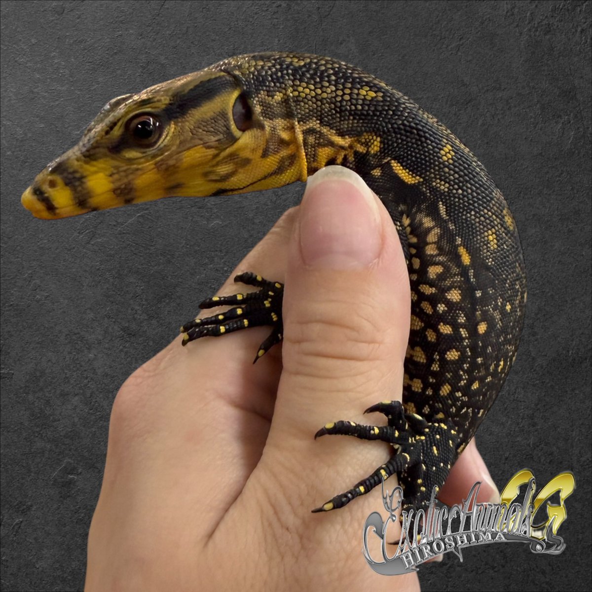 OG Hiroshima 五日市に移転しました！ tweet media