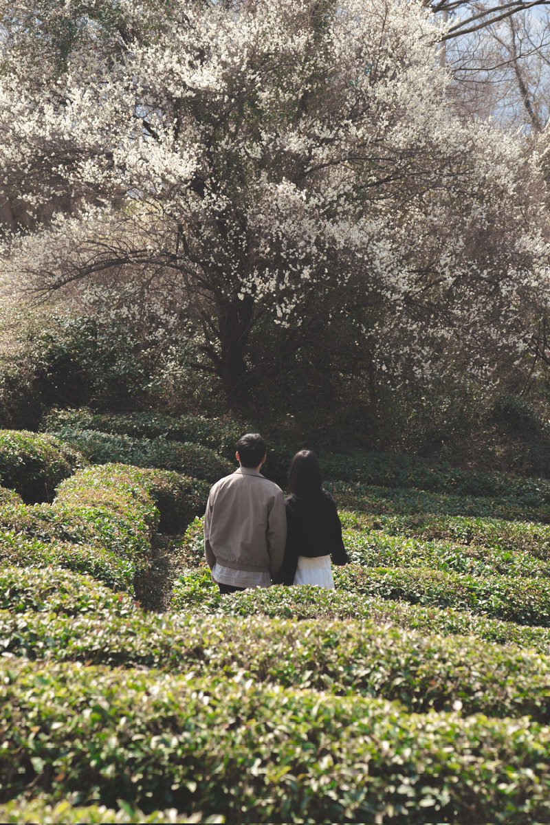 aRecluser's tweet photo. 📍경상남도 하동군(慶尙南道 河東郡)
韓国の南部地方は梅の花でいっぱい！
次は山茱萸！ そしてスイセン！
待ちに待った桜まで！
日本ではどんな花が咲いているのでしょうか。
#写真好きな人と繋がりたい
#한일부부 #日韓夫婦 https://t.co/bpLfDdwK6Z