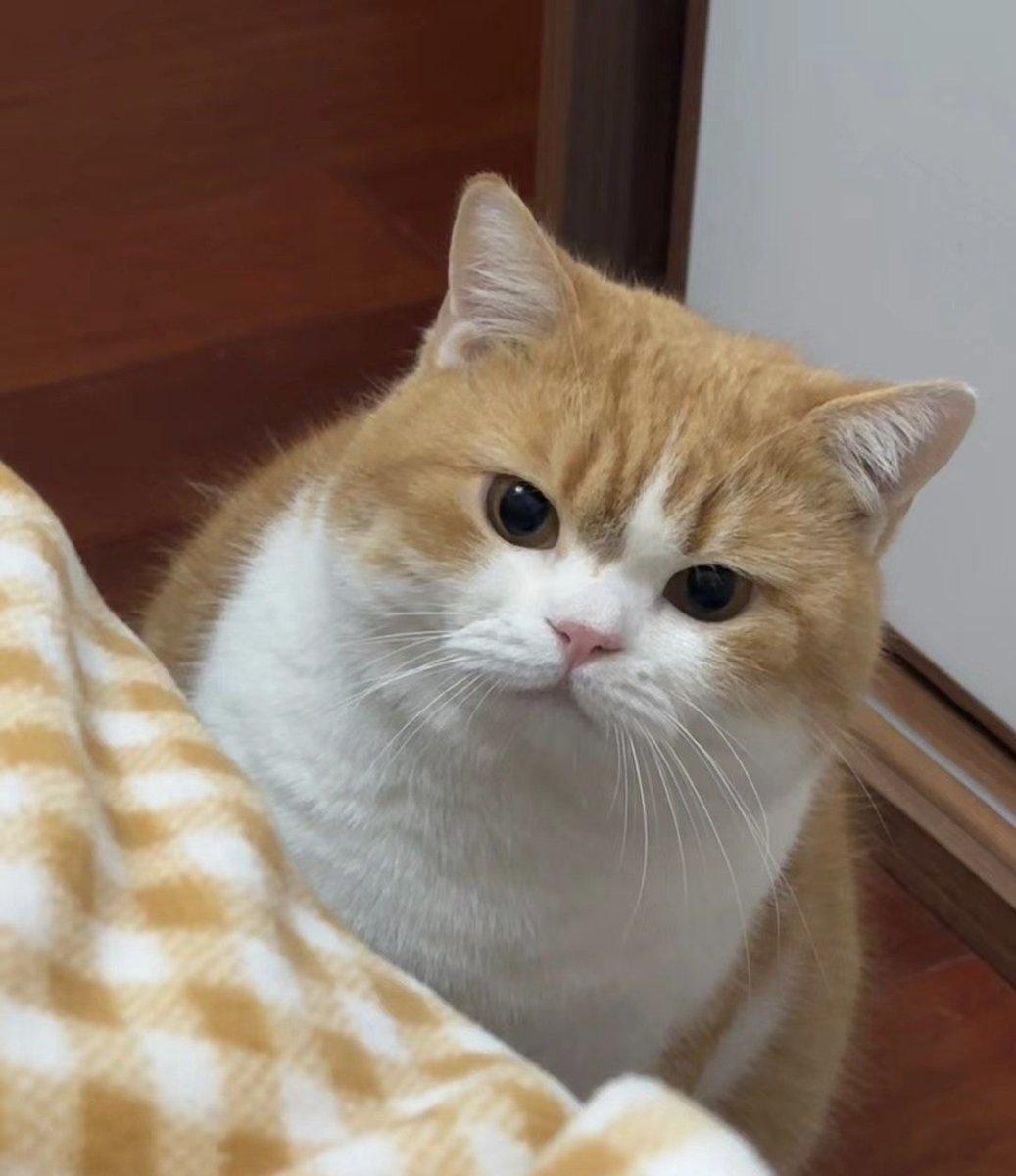 Cat 🐈 tweet media