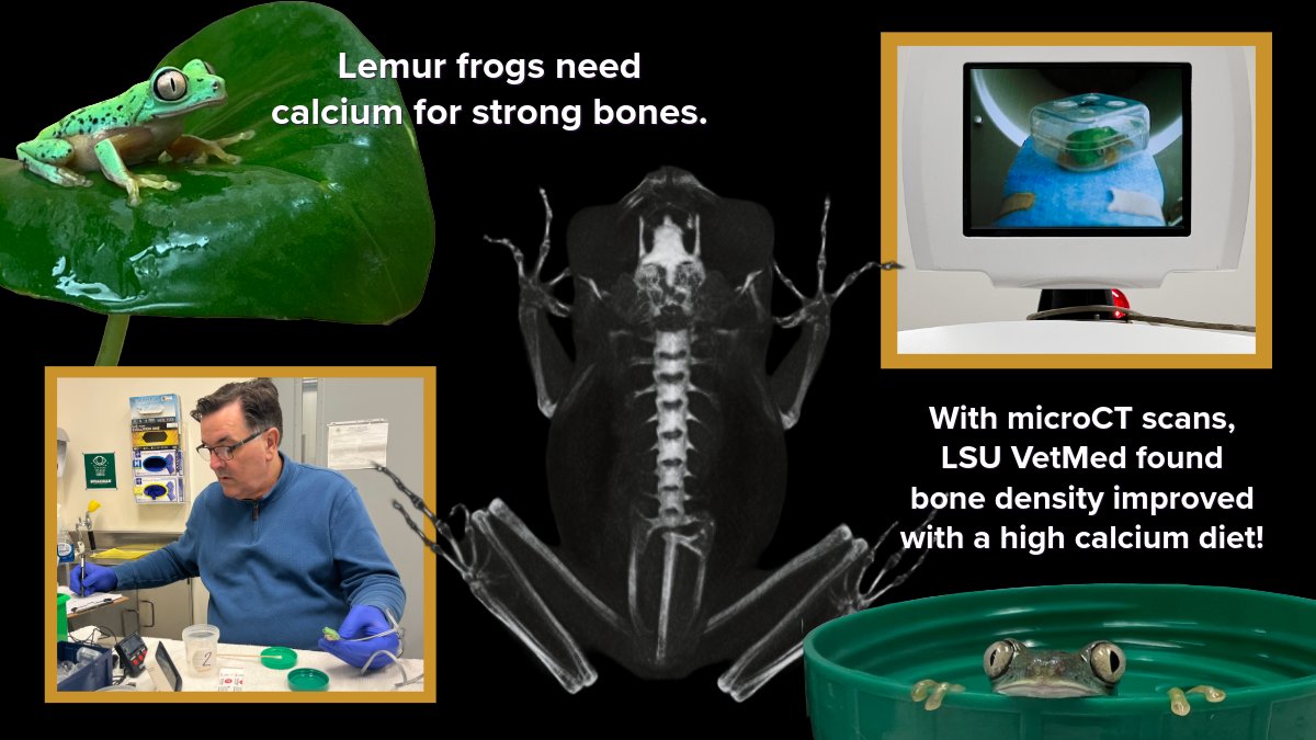 LSU Research tweet media