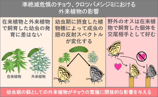 OsakaMetUniv's tweet photo. ＼プレスリリース📣／
農学研究科の久井 花恋大学院生と平井 規央教授、���京大学らの共同研究グループは、クロツバメシジミのメスが幼虫期に外来植物を食べて育った場合、成虫のはねの反射スペクトルが変化し、野外のオスから交尾相手として好まれなくなることを明らかに🦋
https://t.co/CsPtMpd0ff https://t.co/JeD914g3SV