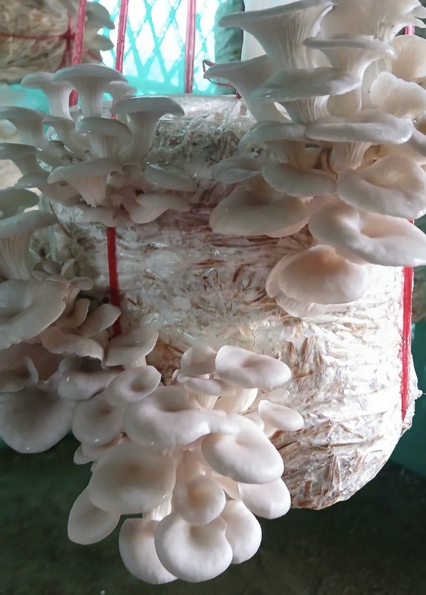 Mrinal Saikia tweet media