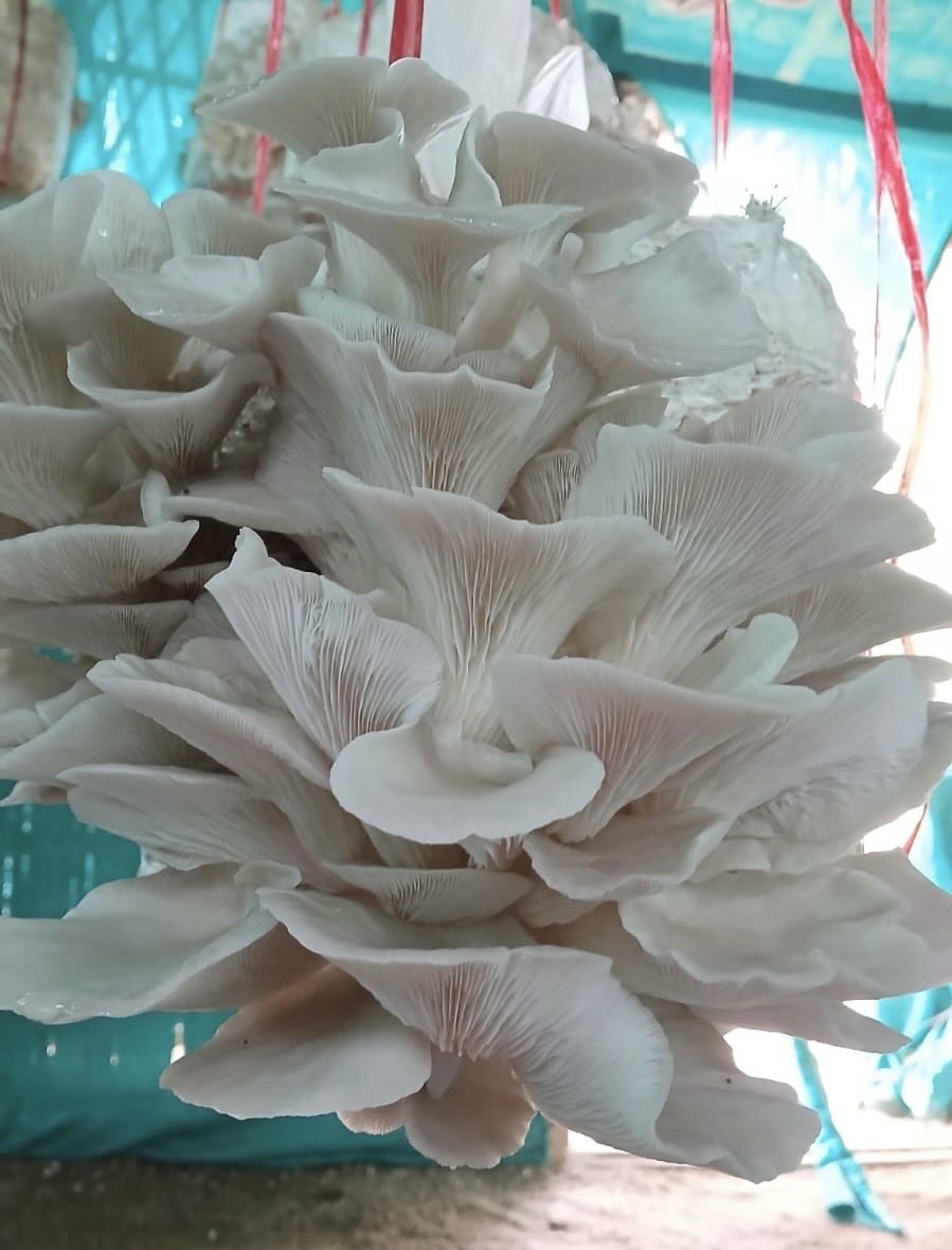 Mrinal Saikia tweet media