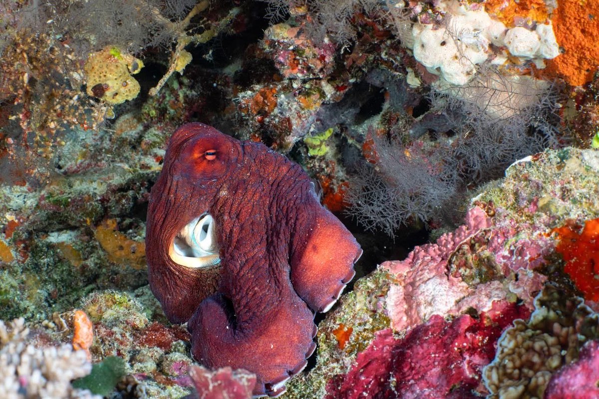 Ocean Dimensions tweet media