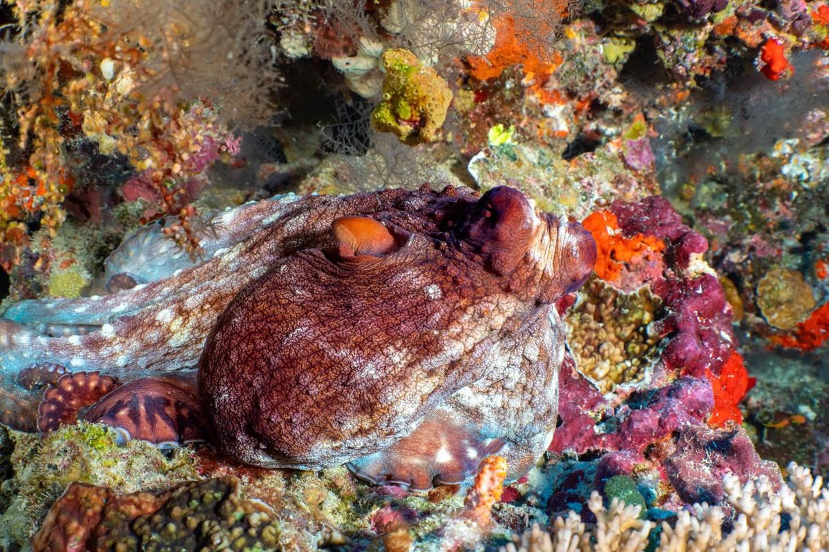 Ocean Dimensions tweet media