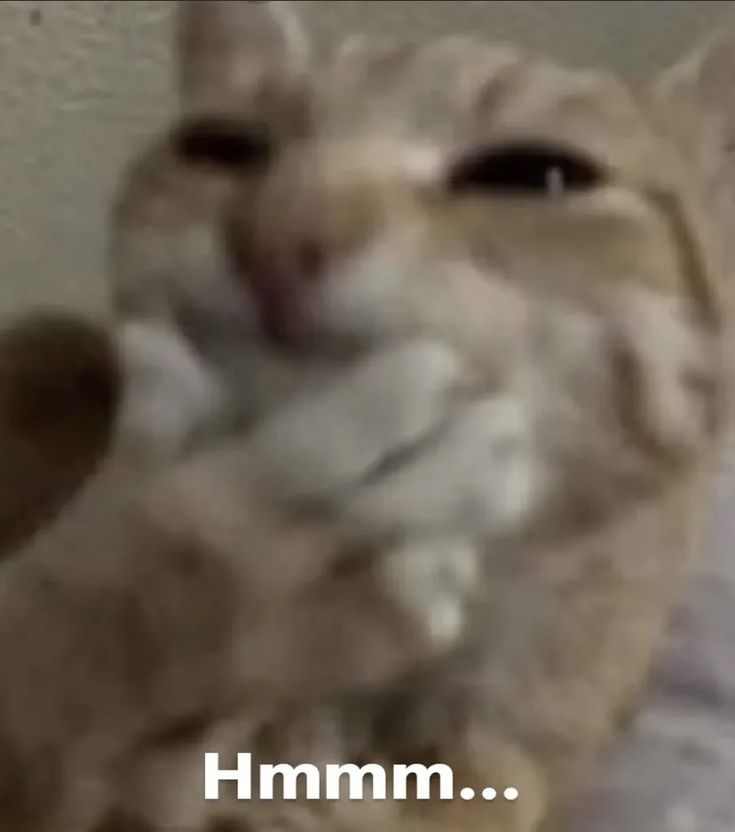 ZⅠⅠRO🦝🔞 tweet media