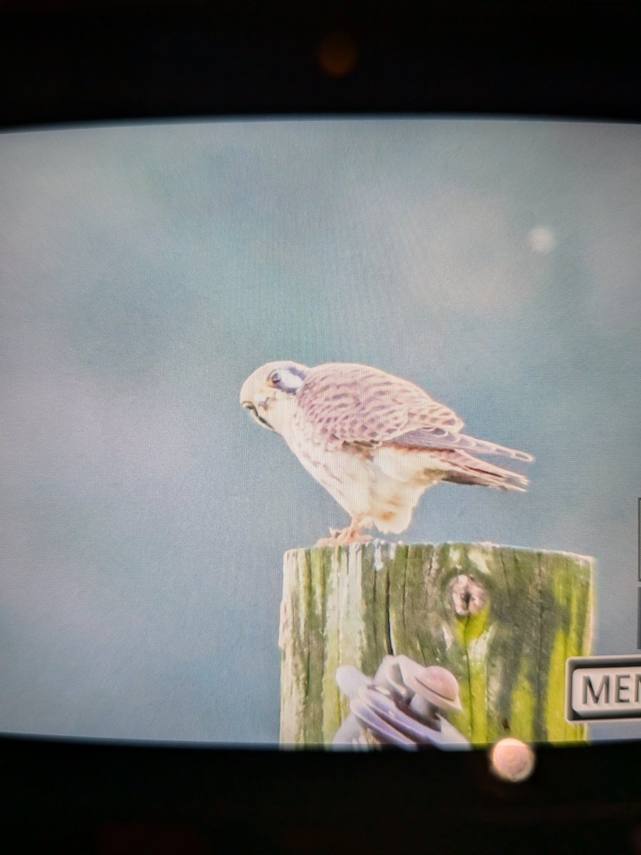 SceneKidSanta 𓅣𓅃 tweet media