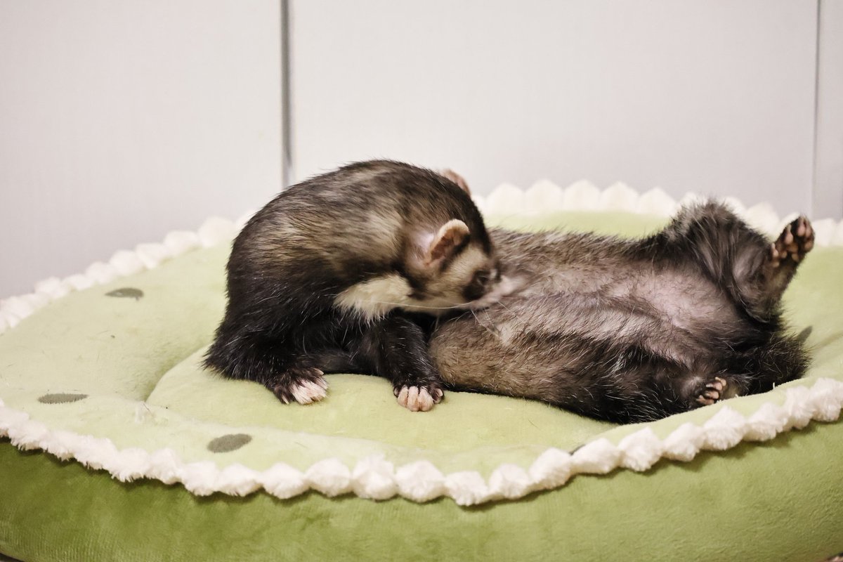 パパしろ tweet media