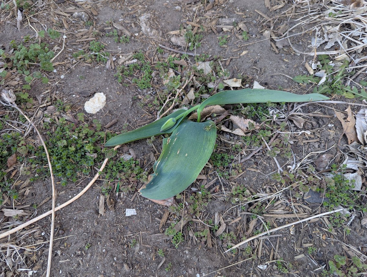 Chip Redmond tweet media