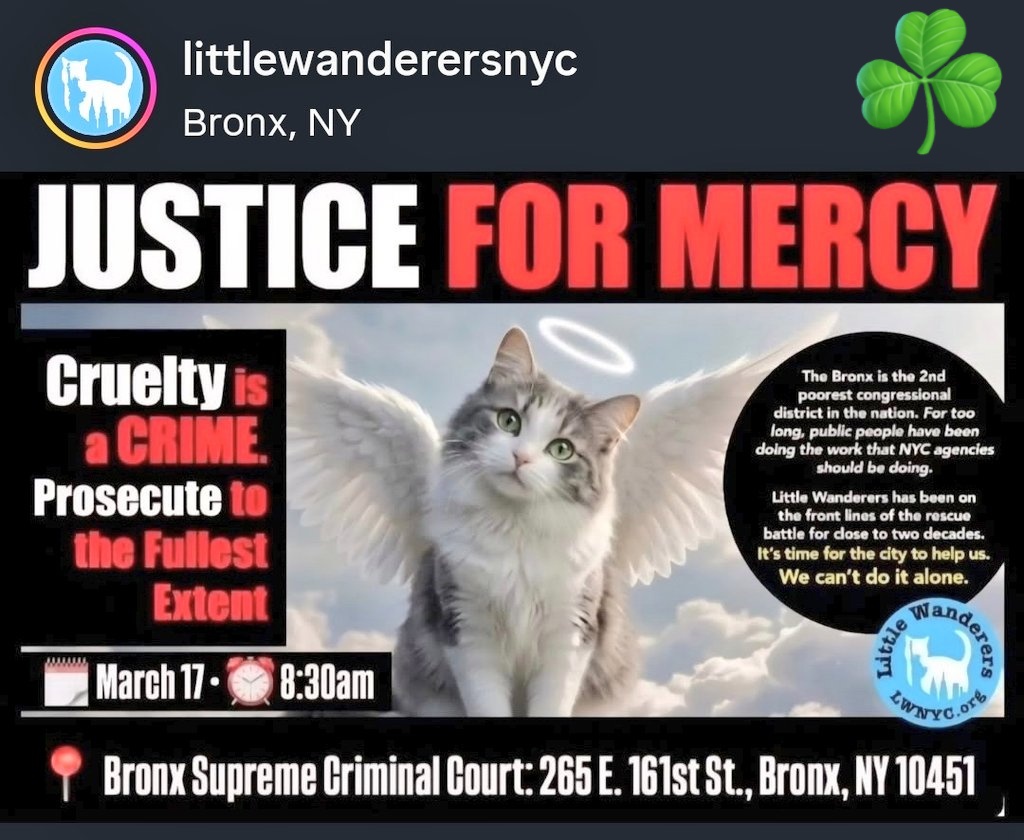 MeowMiya88's tweet image. 📢🇺🇸🗽🚨💔😿#NYC  
Tuesday, March 17, 2026
8:30AM Meet @Littlewandnyc 
In front of The Bronx Courthouse!
#animalabuse #AnimalCruelty