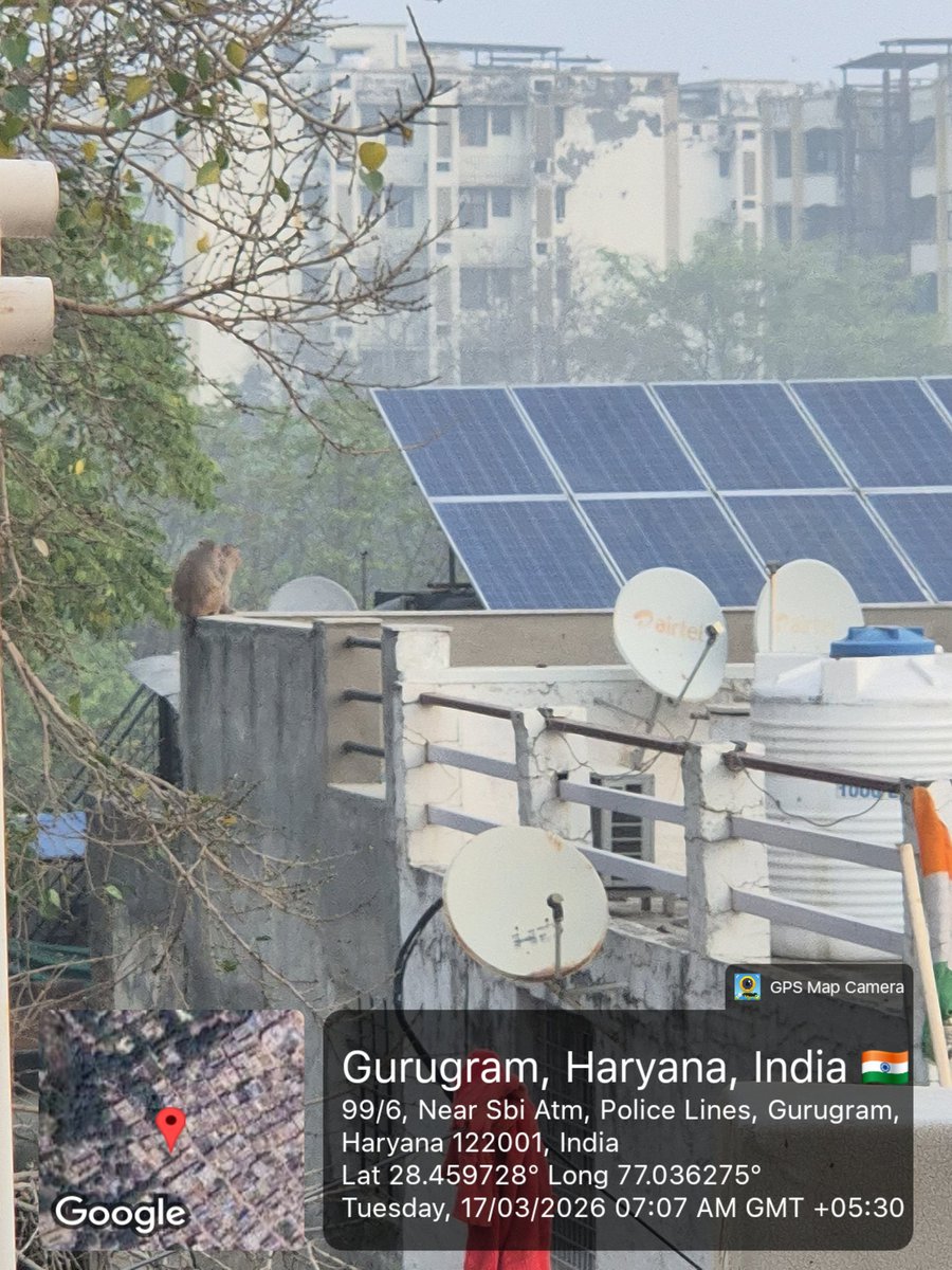 Cows, stray dogs on roads, Monkeys on terraces, After paying world's highest taxes we face lot of tension and damage from them #mcg <a href="/OfficialGMDA/">GMDA</a> <a href="/MunCorpGurugram/">MCG</a> <a href="/MeraGurgaon/">मेरा गुड़गांव GurGaon 🇮🇳</a> #gurgaon #gurugram #noida #delhi #stray