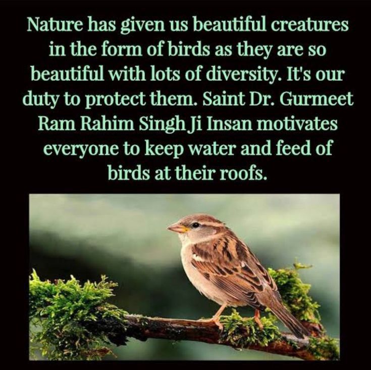 Kindness towards nature is true humanity. 
Thousands are placing water and food for birds every day. You can too!
Let’s make this summer safer for birds.
#BirdNurturing
Inspiration ~Saint Gurmeet Ram Rahim Ji