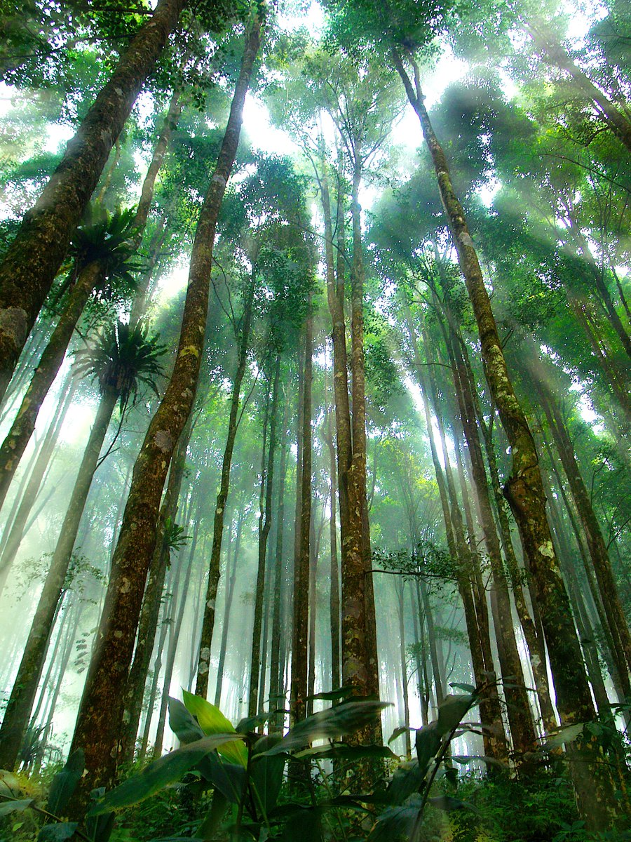 Terraformation tweet media