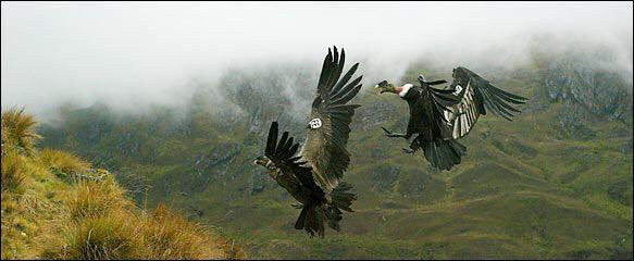 Cóndores liberados en el Paramo de Siscunsi en Sogamoso #ColombiaMagnífica <a href="/boyacasietedias/">Boyacá Sie7e Días</a>