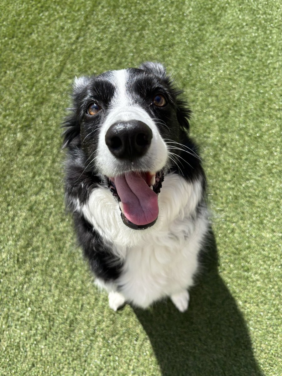 みるく@ボーダーコリー tweet media