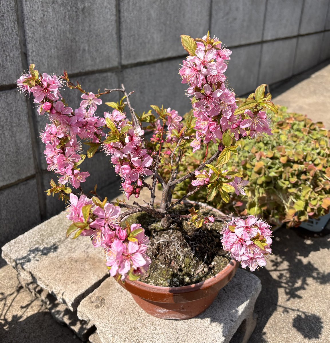 小林美江 tweet media