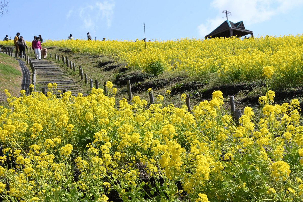 kobecityPR's tweet photo. 📅Saturday, March 21, 10:00AM ～ 3:00PM 
-Lei-making classes from 11AM – 2:30PM (500 yen; 10 person capacity per class)
📍 Kobe Sports Park, Cosmos Hill &amp; surrounding area 
💸 Free entry 
*Go to the Park Management Center for bingo and picnic blankets.
🔎 https://t.co/6oExZwMk0b https://t.co/nC6j7RlgFe