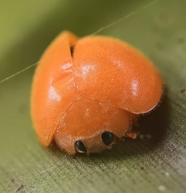 ◈Wreʌyx◆ deep zine zone season tweet media