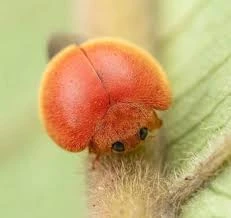 ◈Wreʌyx◆ deep zine zone season tweet media